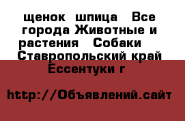 щенок  шпица - Все города Животные и растения » Собаки   . Ставропольский край,Ессентуки г.